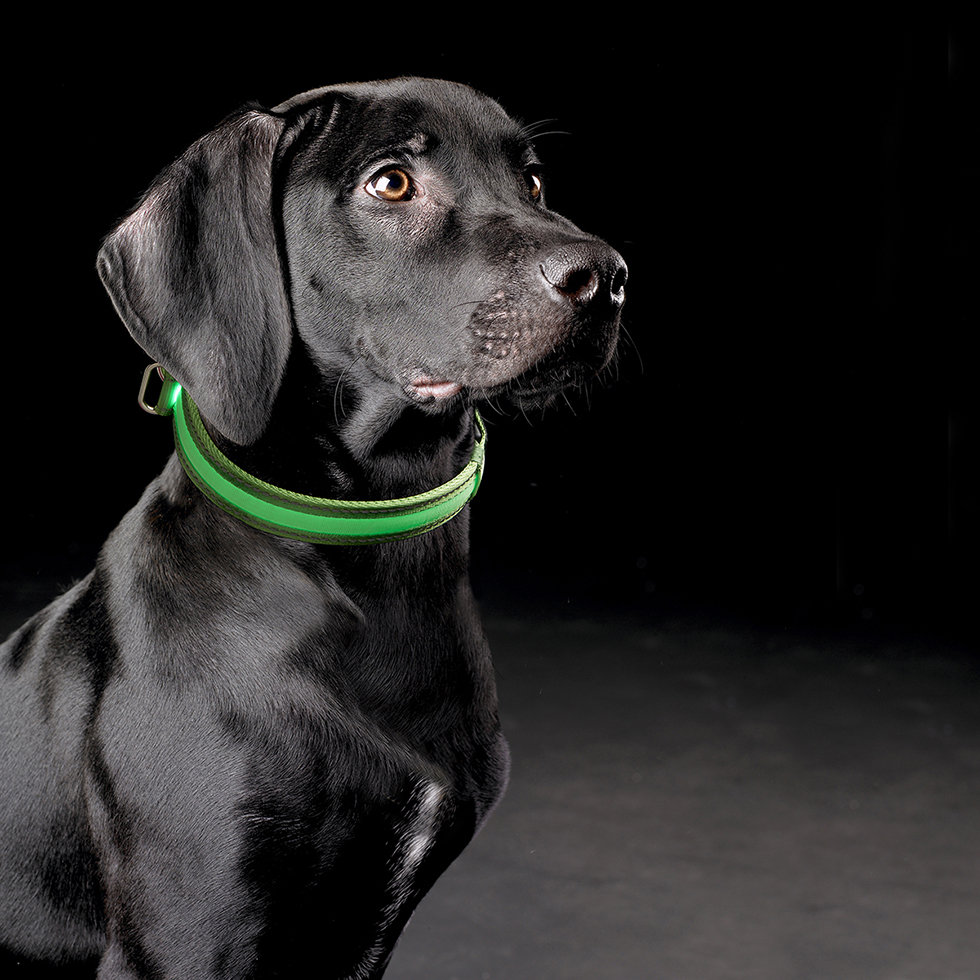 LED Hundehalsband B58 Größe: L LED Hundehalsband B58 Größe: L