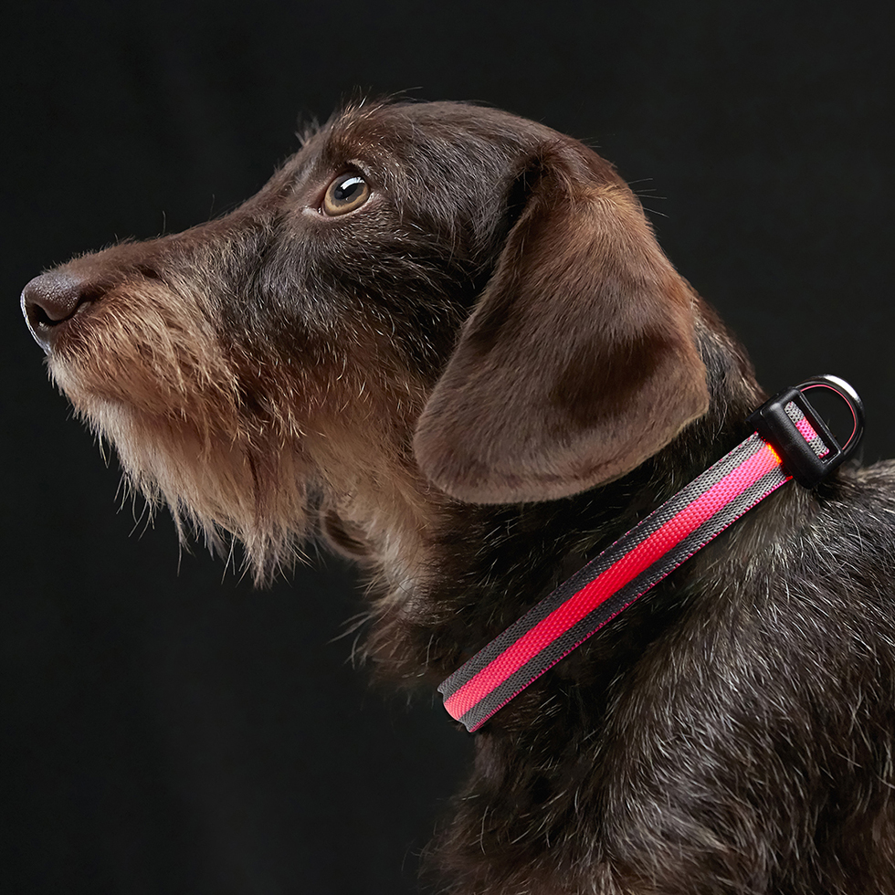 LED Hundehalsband B93 Größe XS LED Hundehalsband B93 Größe XS