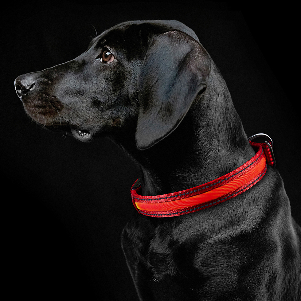  LED Hundehalsband B111 Größe M