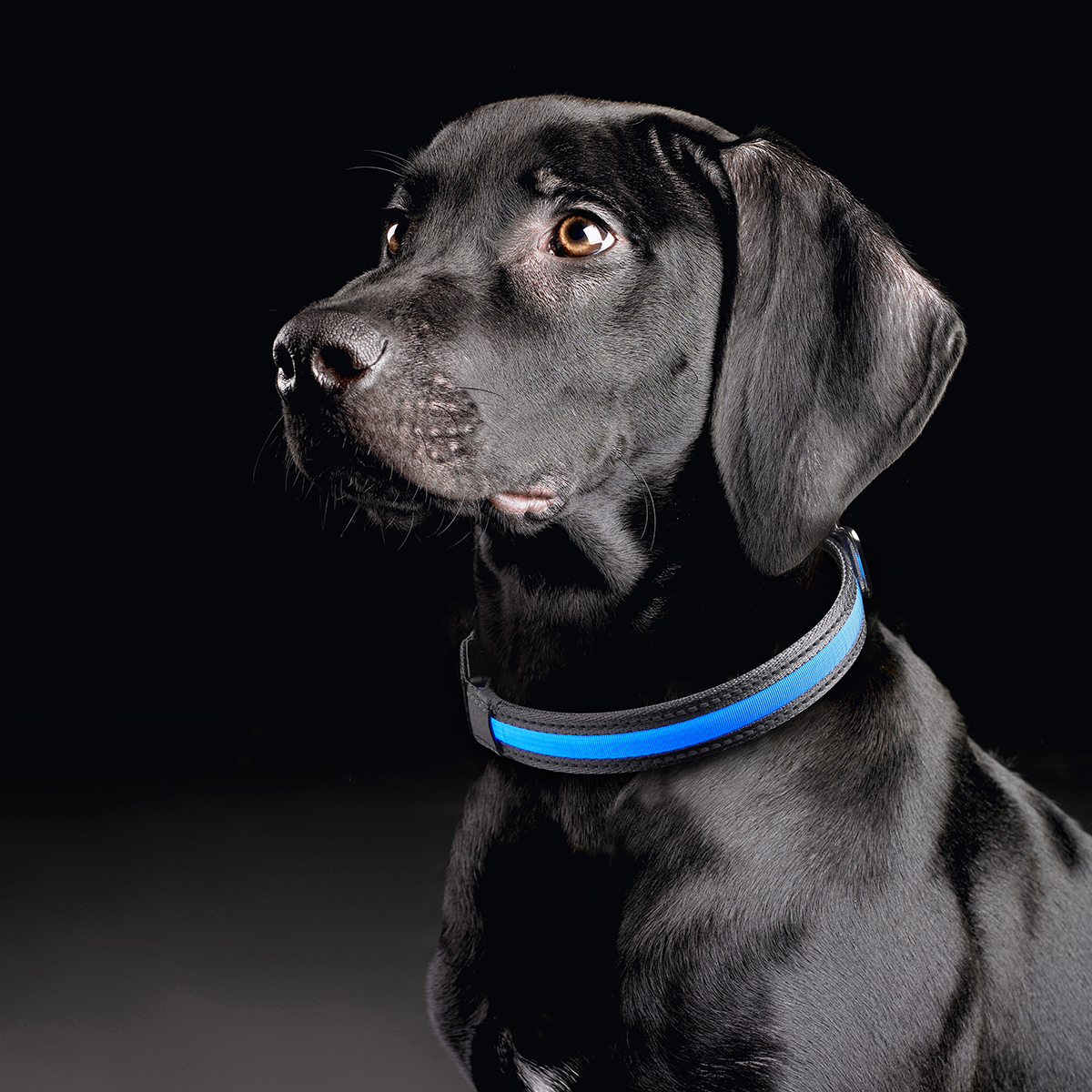MeLiTec Hundehalsband MeLiTec Hundehalsband