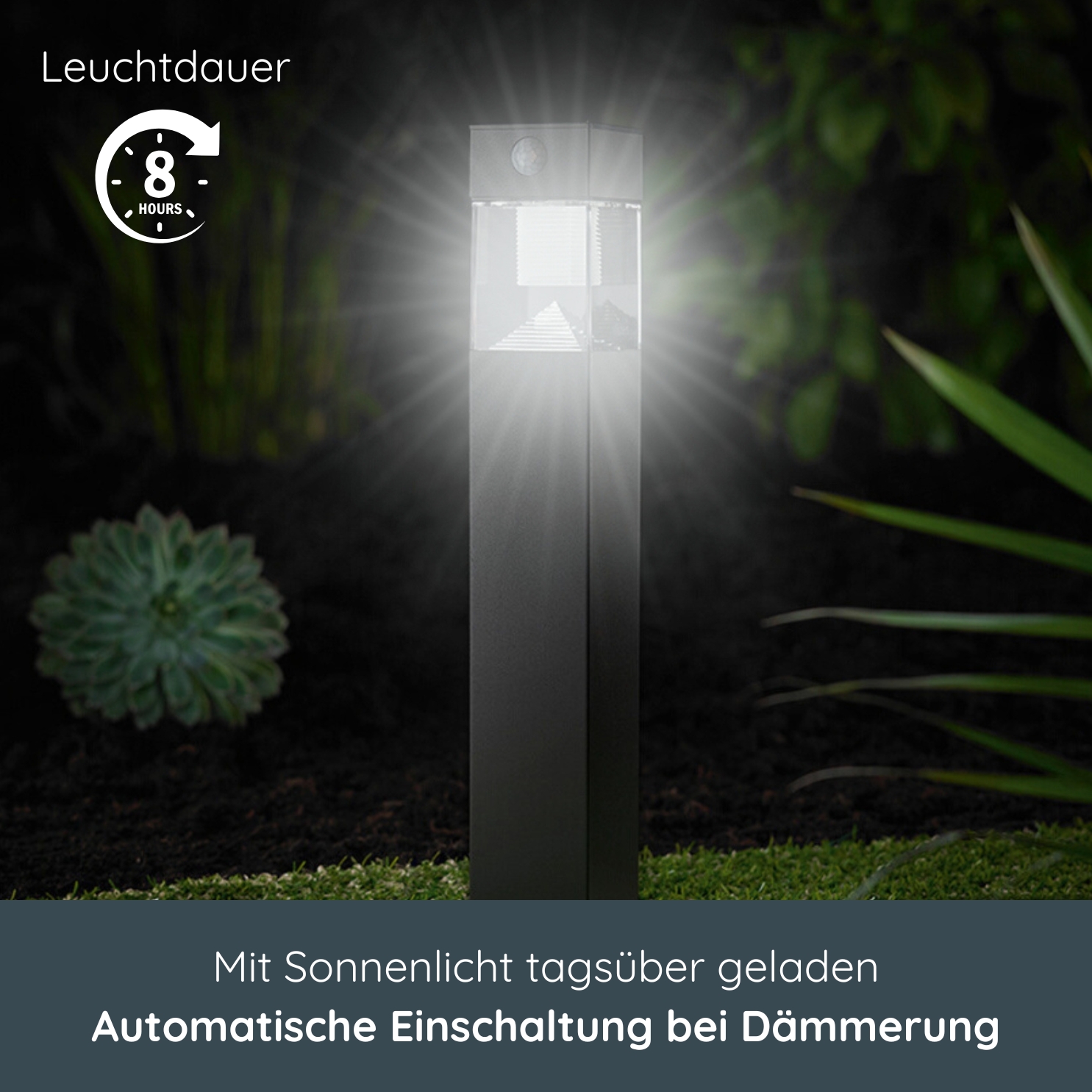 Pflanze, Beleuchtung, Pflanze, Beleuchtung, 